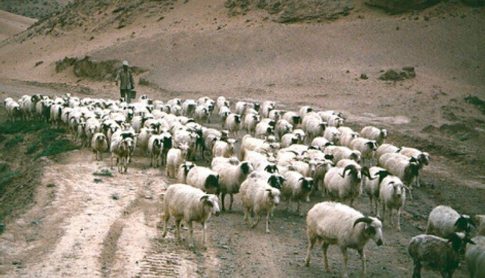 塞上明珠宁夏,多元文化融合的绿色绿洲